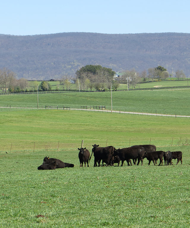 Cattle resting in field 