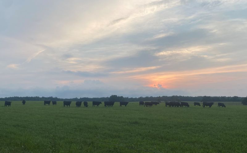 Beef Cattle grazing in a field at sunset