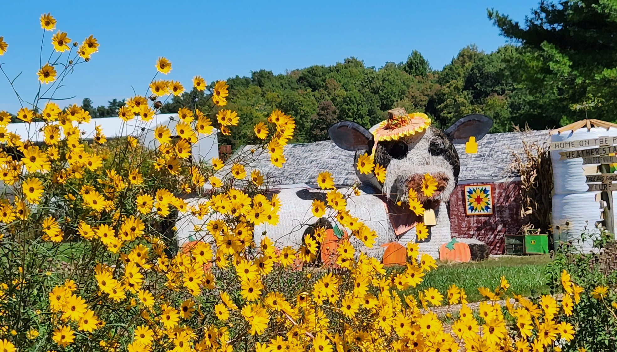 Cow with Narrowleaf Sunflower