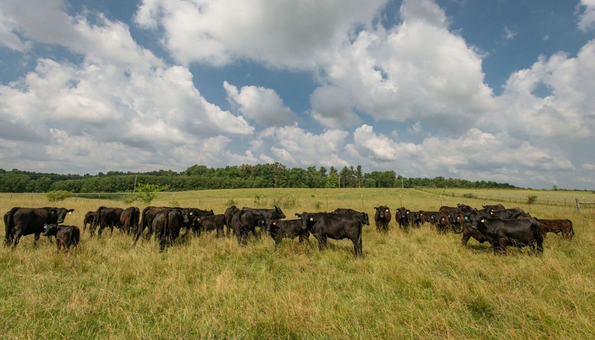 Cattle grazing in a field on the Plateau AgResearch and Education Center in Crossville, TN